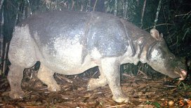 Уничтоженные во Вьетнаме яванские носороги